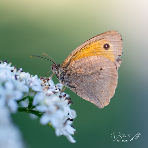 Meadow Brown