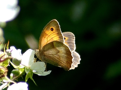 Meadow Brown