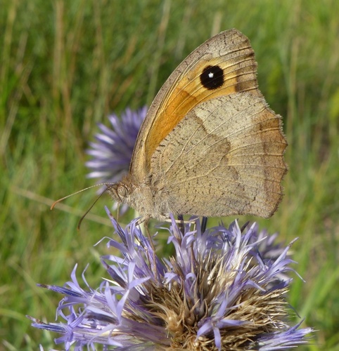 Meadow Brown