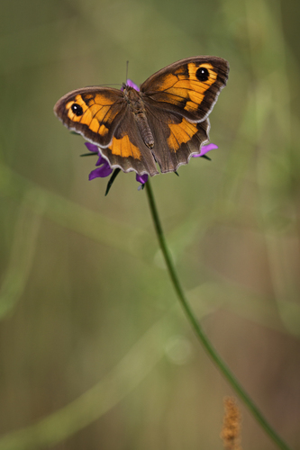 Meadow Brown