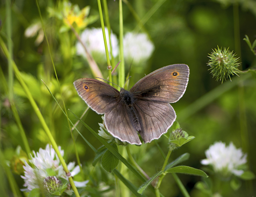 Meadow Brown