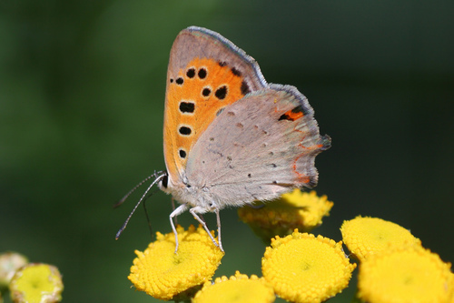 Small Copper