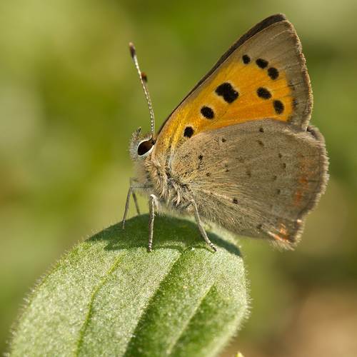Small Copper