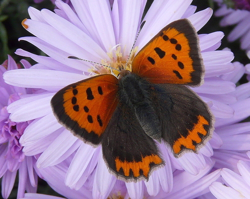 Small Copper