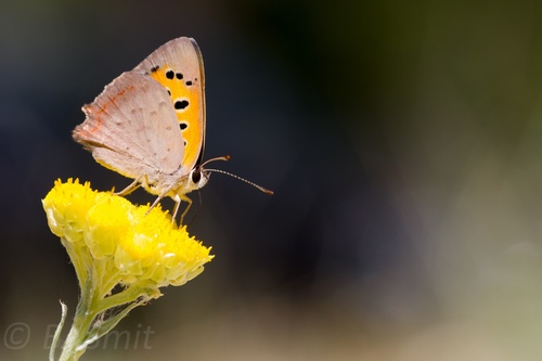 Small Copper