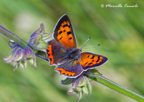 Small Copper
