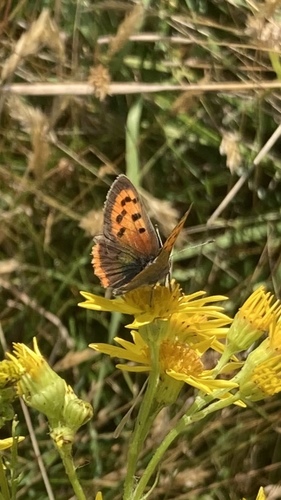 Small Copper