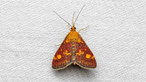 Mint Moth