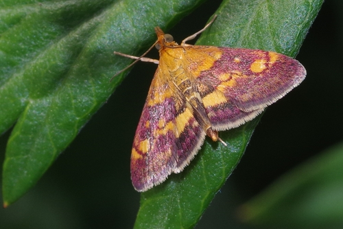 Mint Moth