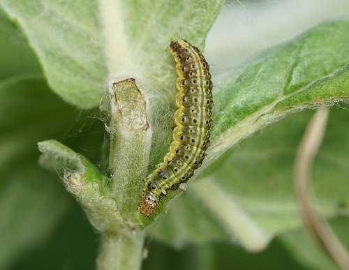 Mint Moth