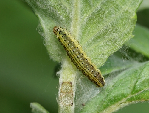 Mint Moth