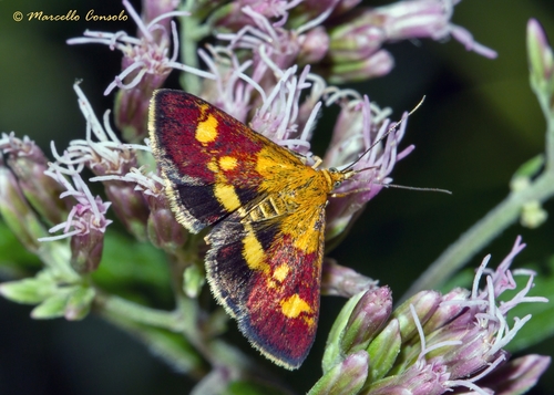 Mint Moth