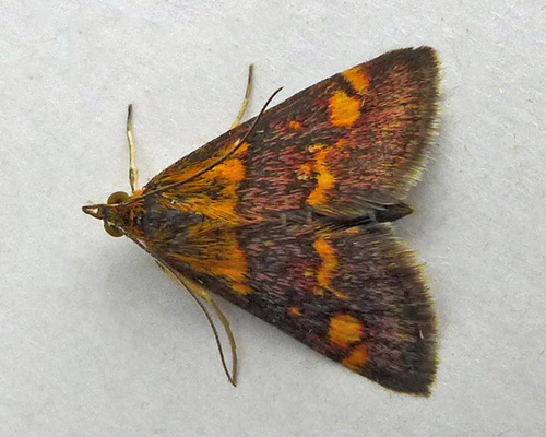 Mint Moth