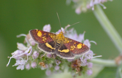 Mint Moth