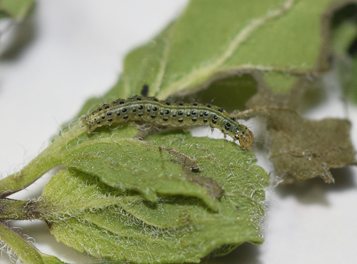 Mint Moth