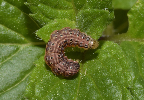 Mint Moth