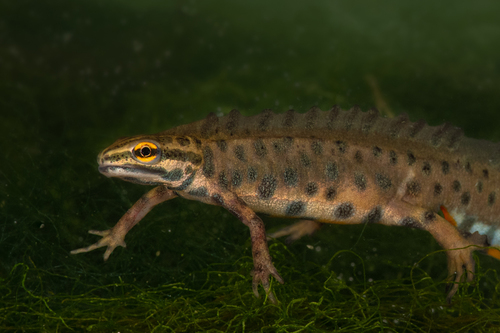 Smooth Newt