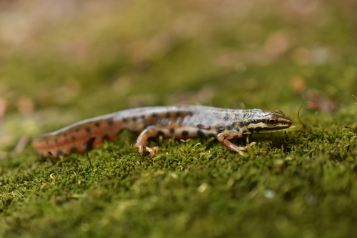 Smooth Newt