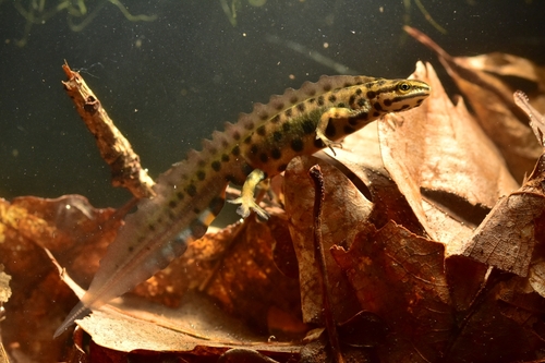 Smooth Newt