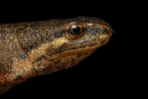 Smooth Newt