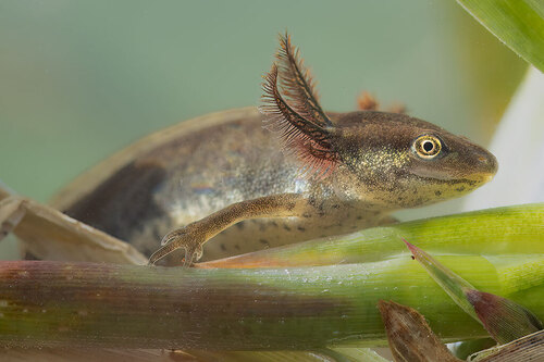 Smooth Newt