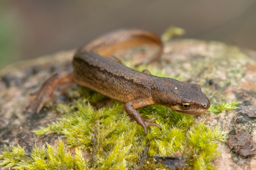 Smooth Newt