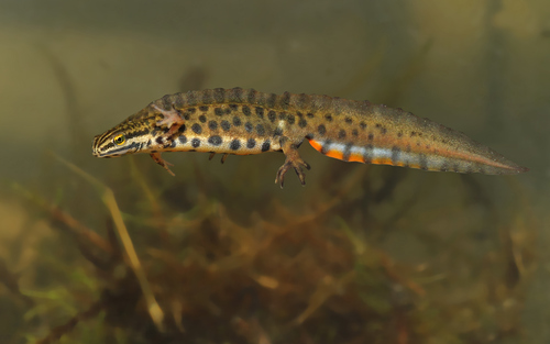 Smooth Newt