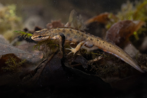 Smooth Newt