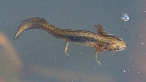Smooth Newt