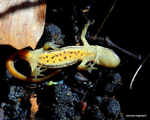 Smooth Newt