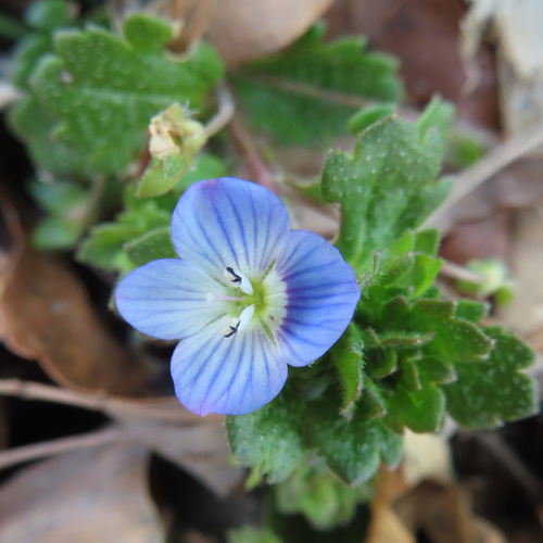 bird's-eye speedwell