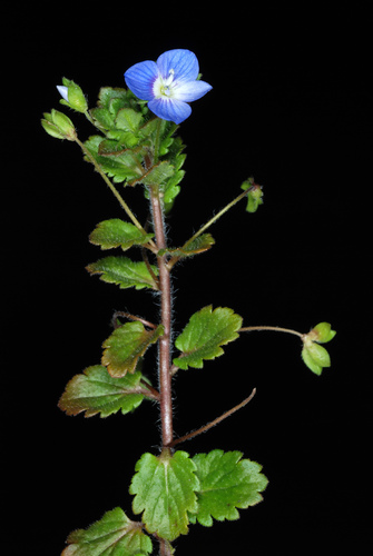bird's-eye speedwell