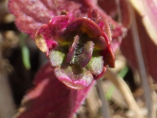 bird's-eye speedwell