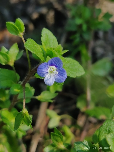 bird's-eye speedwell