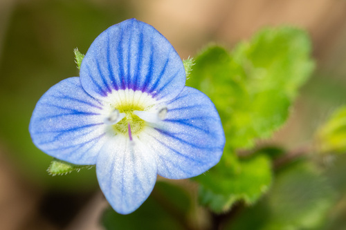 bird's-eye speedwell
