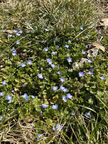 bird's-eye speedwell