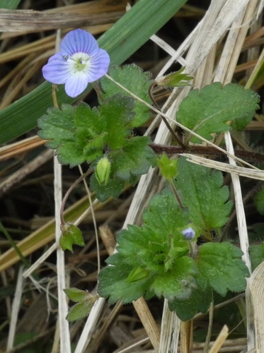 bird's-eye speedwell