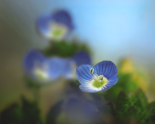 bird's-eye speedwell