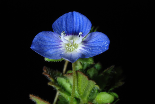 bird's-eye speedwell