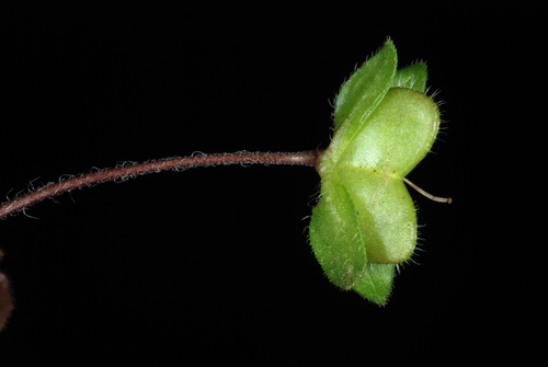 bird's-eye speedwell