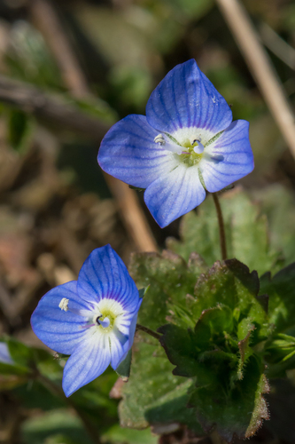bird's-eye speedwell