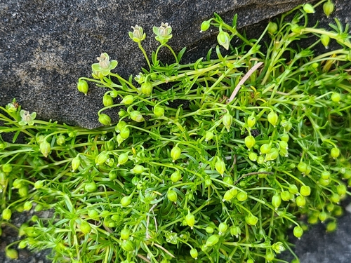 Procumbent Pearlwort