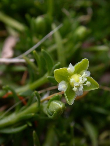 Procumbent Pearlwort