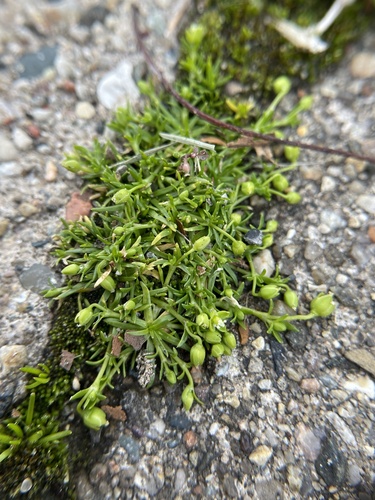 Procumbent Pearlwort