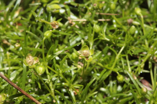 Procumbent Pearlwort