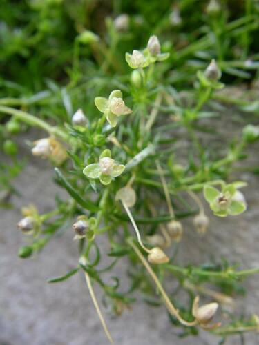 Procumbent Pearlwort