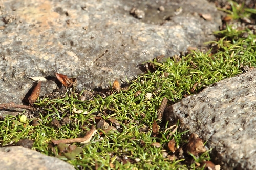 Procumbent Pearlwort
