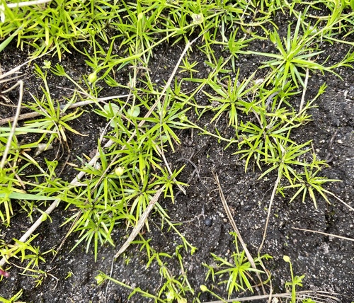Procumbent Pearlwort