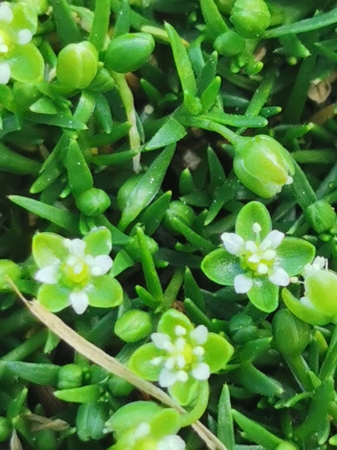 Procumbent Pearlwort