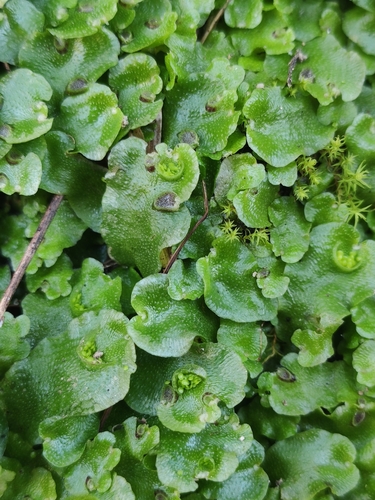 Crescent-cup liverwort